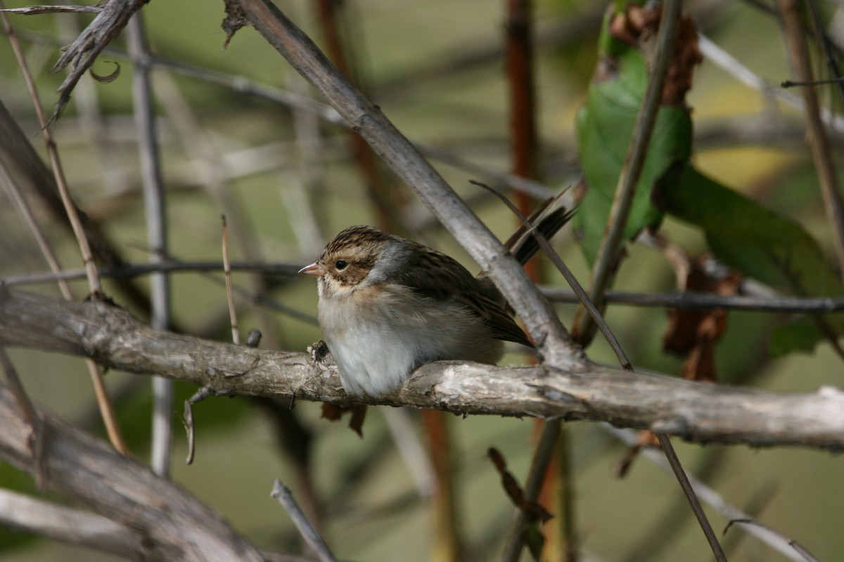 Clay-colored Sparrow - ML376941121