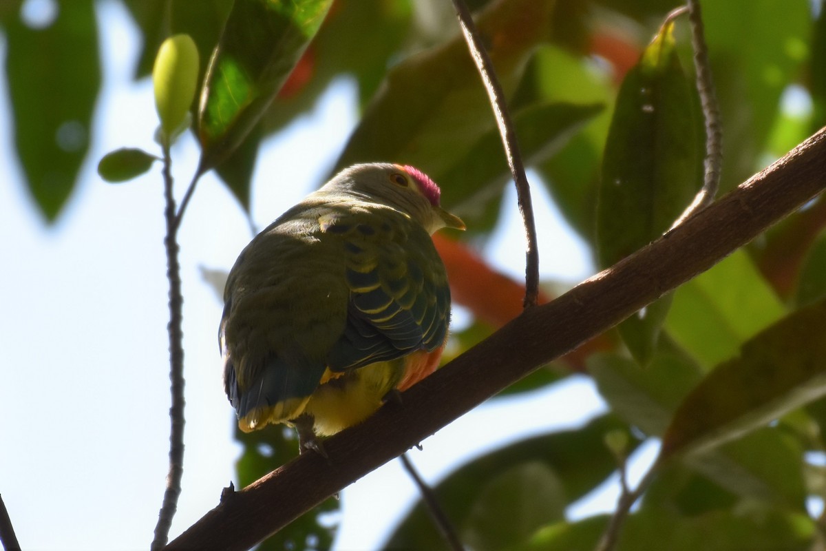 Rose-crowned Fruit-Dove - ML376941271