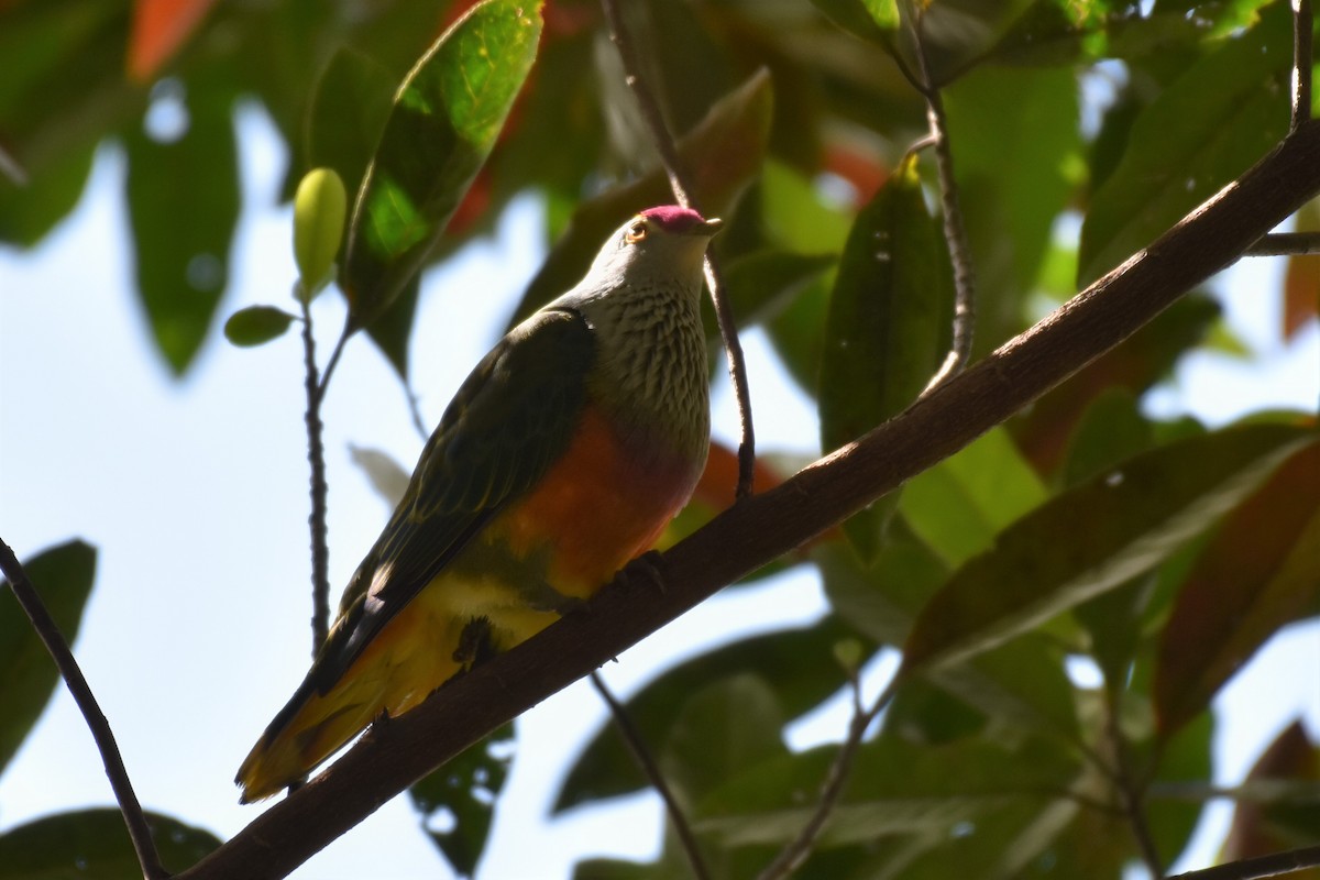 Rose-crowned Fruit-Dove - ML376941281