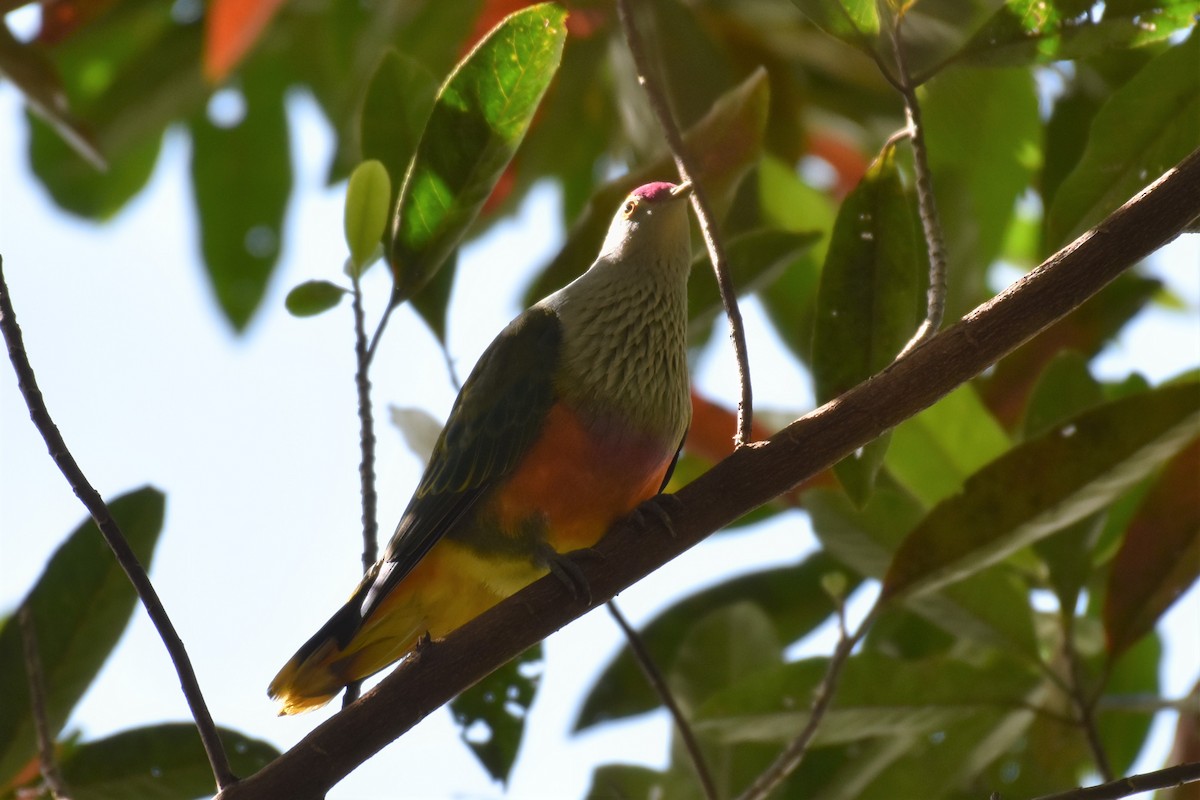 Rose-crowned Fruit-Dove - ML376941291