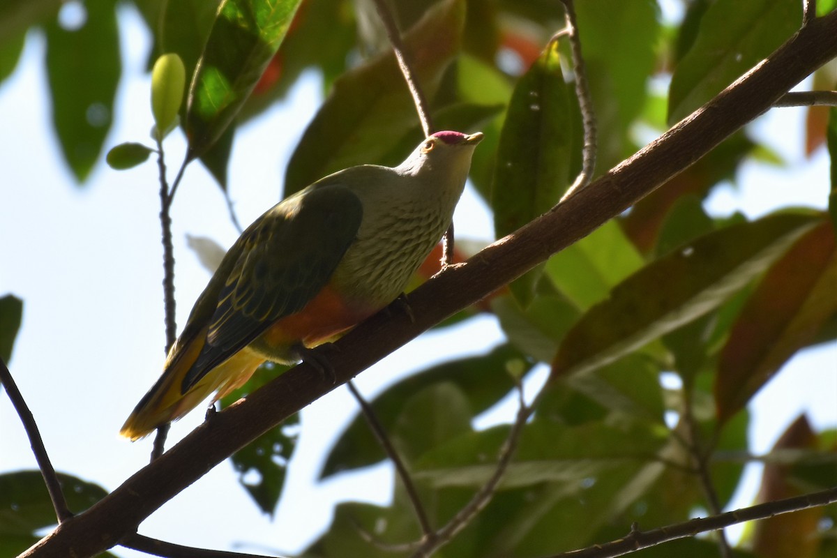 Rose-crowned Fruit-Dove - ML376941311