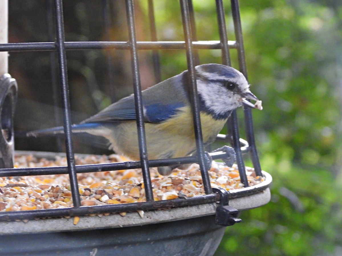 Eurasian Blue Tit - ML376941781