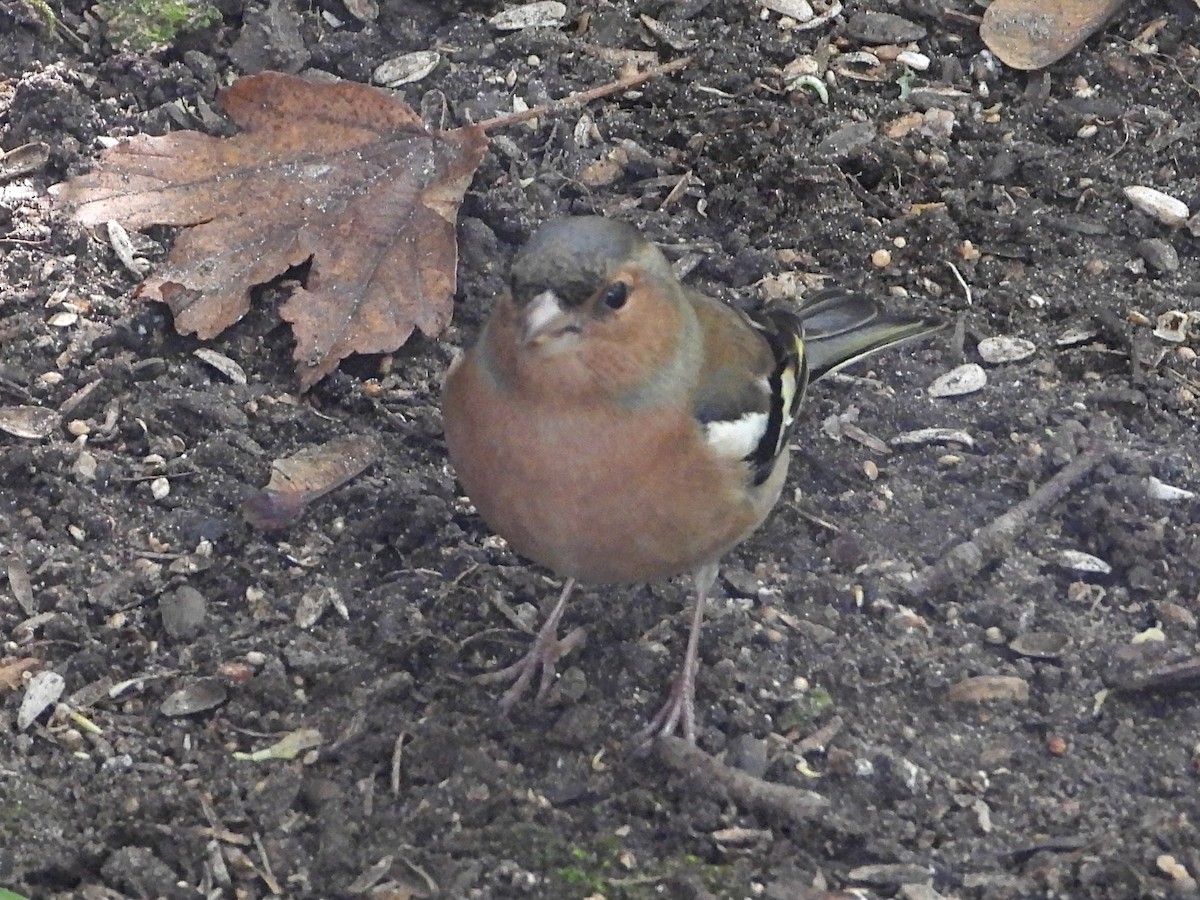 Common Chaffinch - ML376941871
