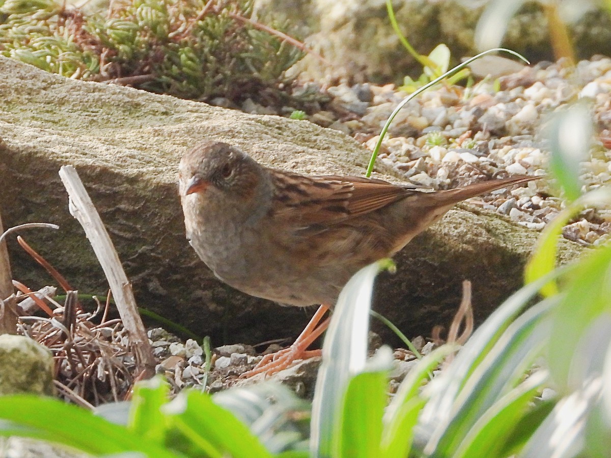 Dunnock - ML376941901