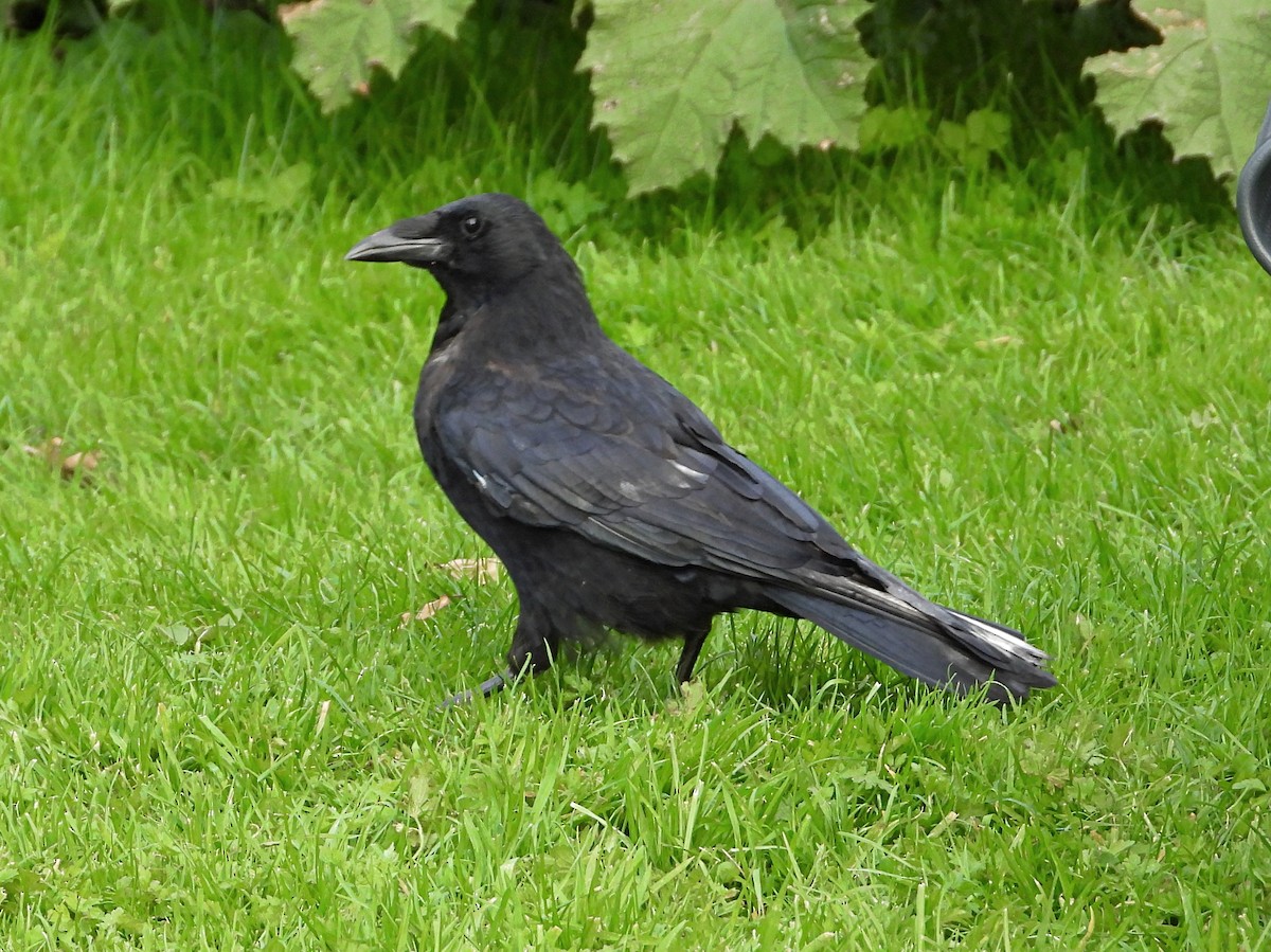 Carrion Crow - ML376941931