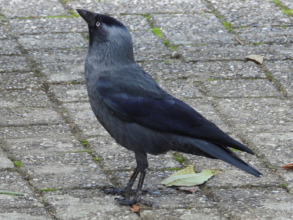 Eurasian Jackdaw - ML376941941
