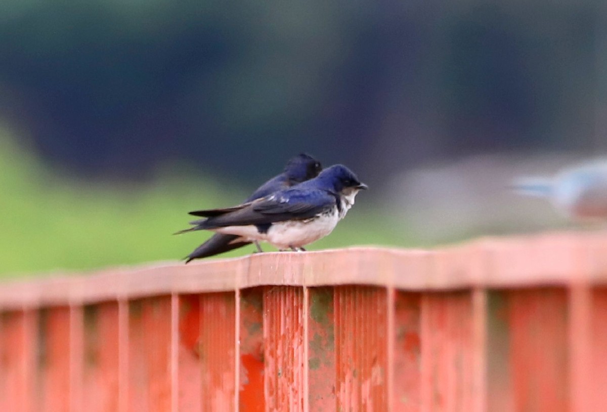 Gray-breasted Martin - Ignacio Gómez Gaffner