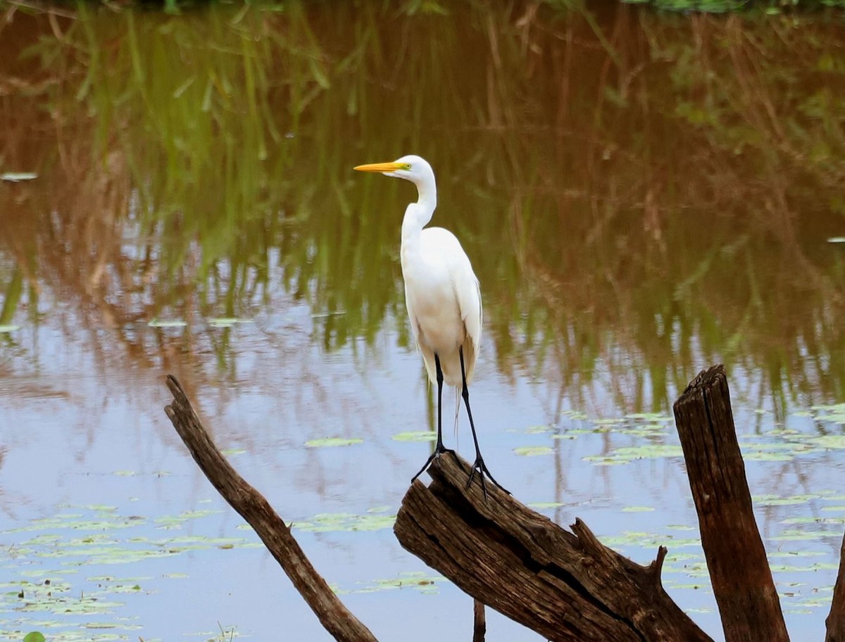 Great Egret - Ignacio Gómez Gaffner
