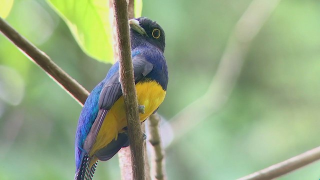 Trogon d'Amazonie - ML376943381