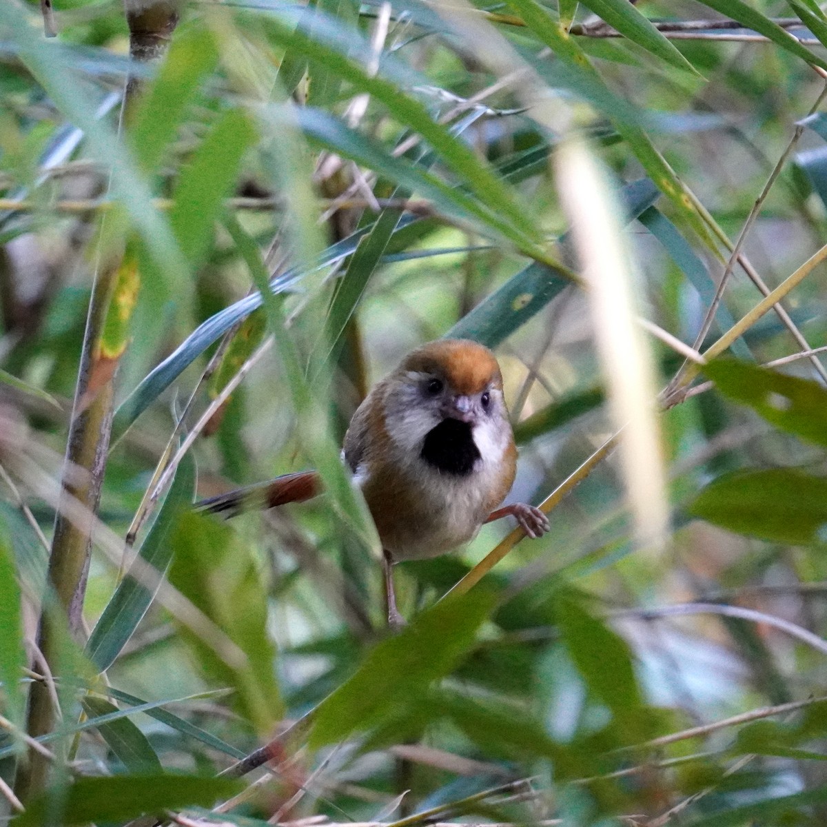 Golden Parrotbill - ML376945991