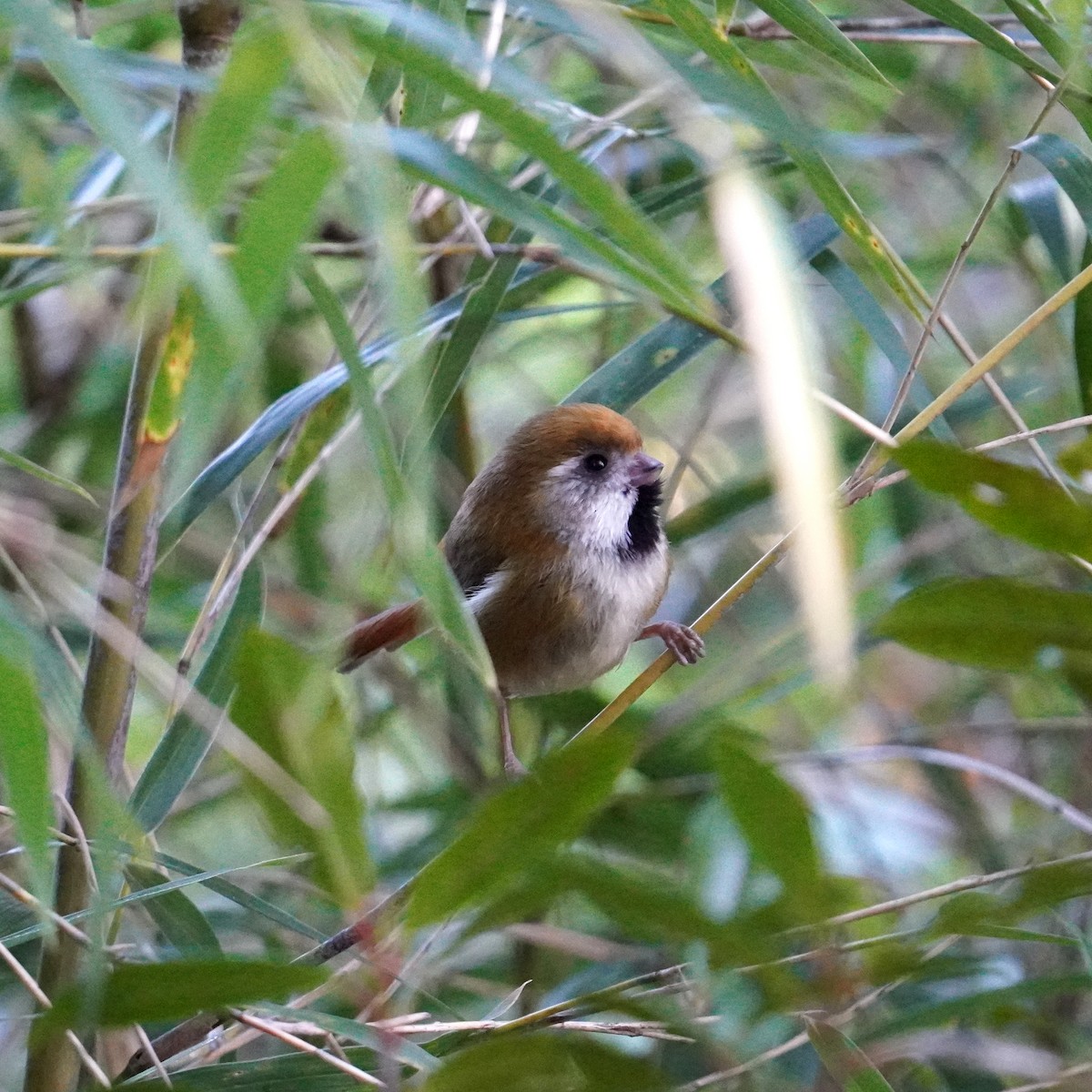 Golden Parrotbill - ML376946011