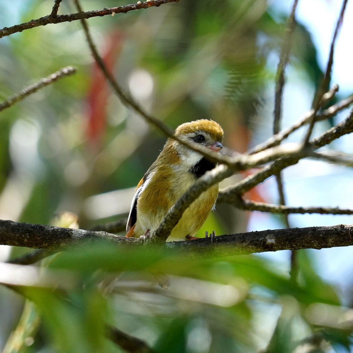 Golden Parrotbill - ML376946021