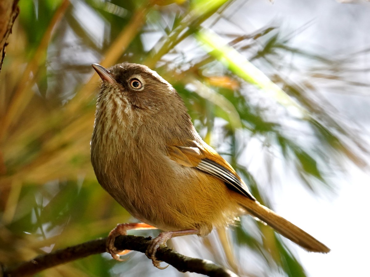 Taiwan Fulvetta - ML376947251