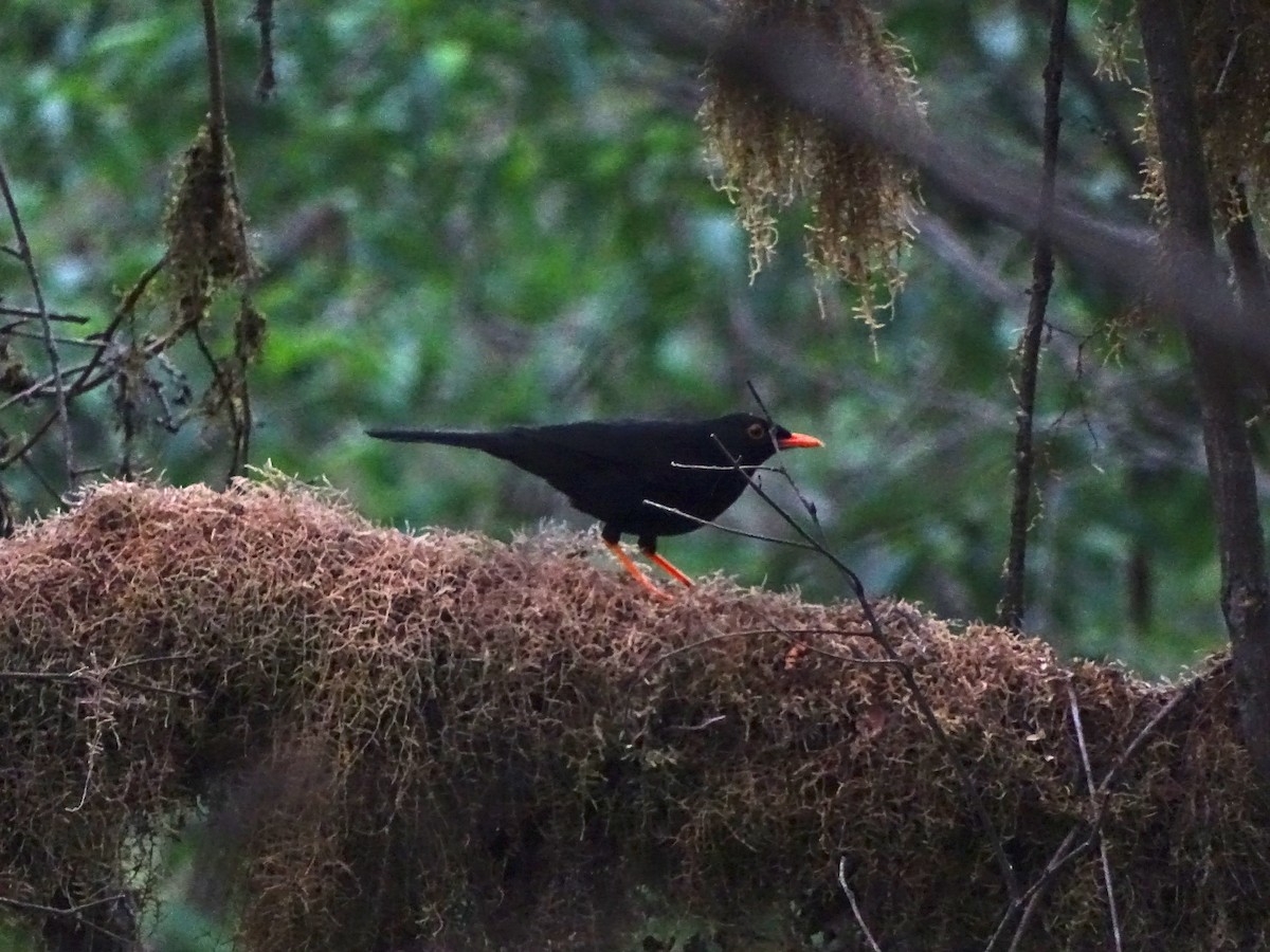 Glossy-black Thrush - Emiliano Depino