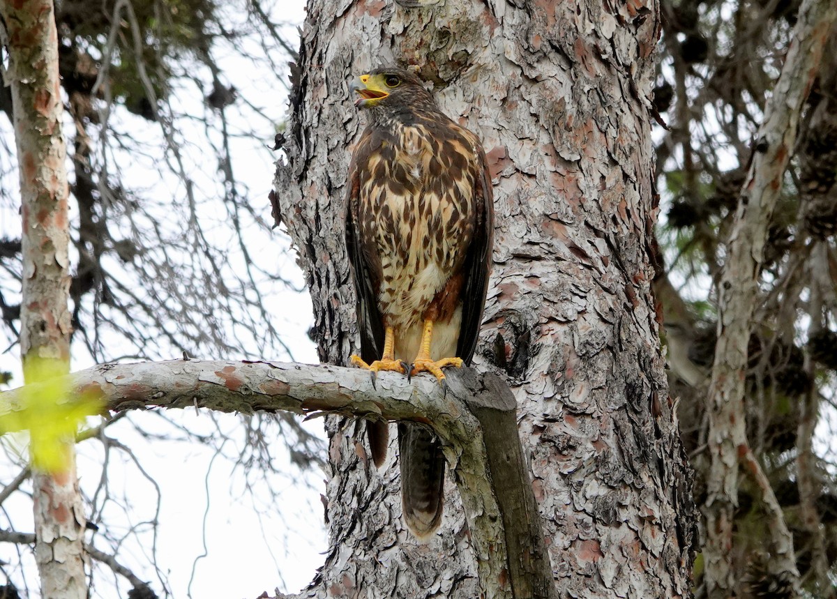 Harris's Hawk - ML376948451