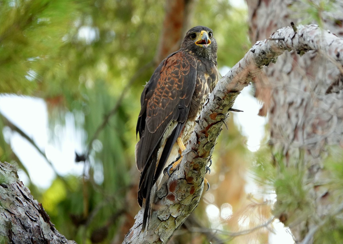 Harris's Hawk - jerry pruett