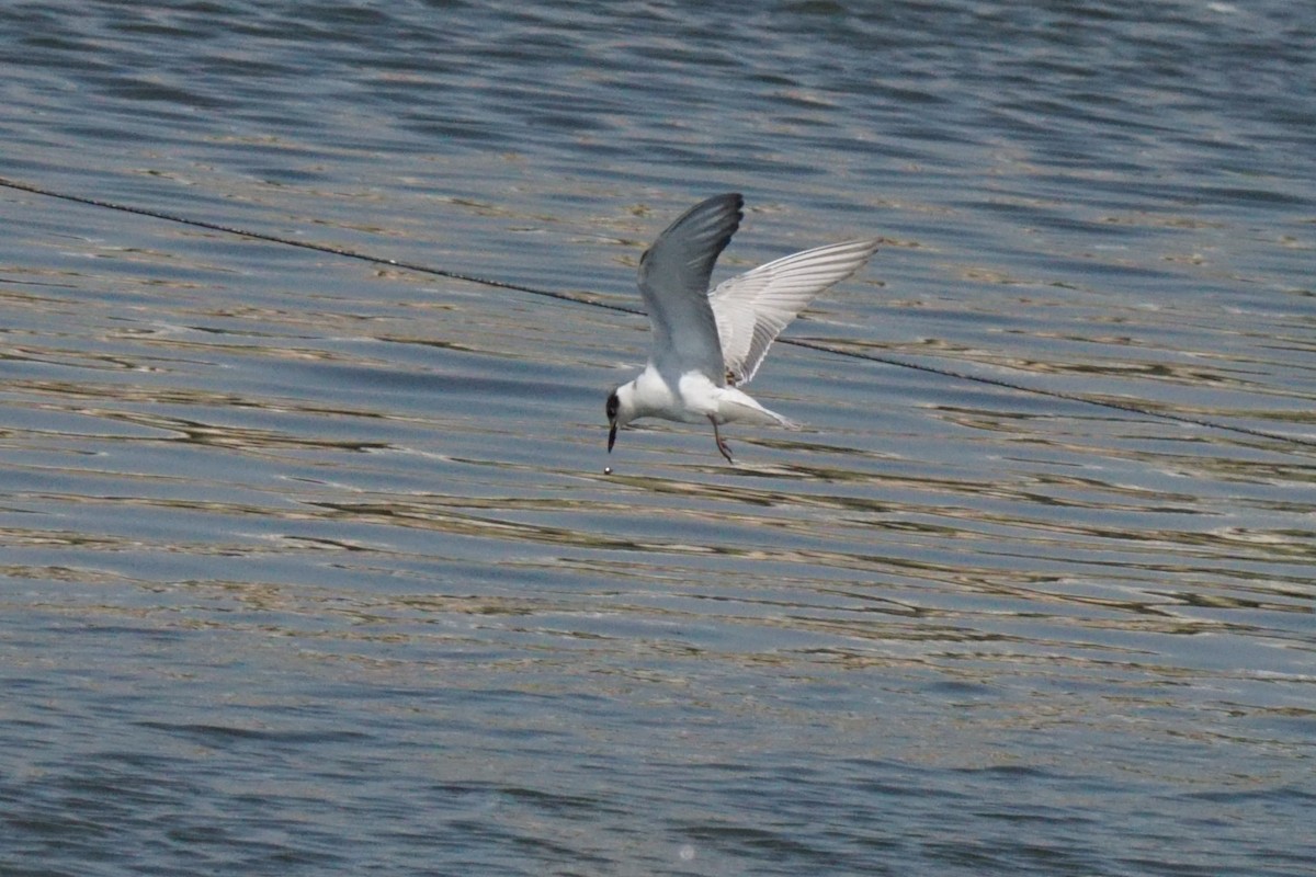 Whiskered Tern - ML376948731