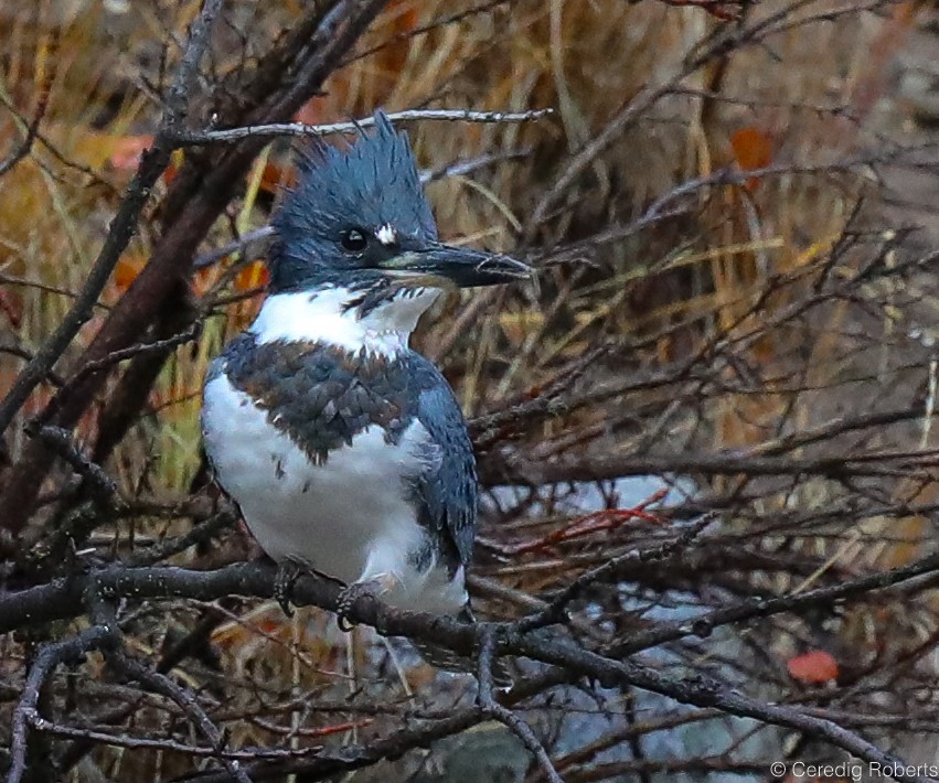 Belted Kingfisher - ML376950431