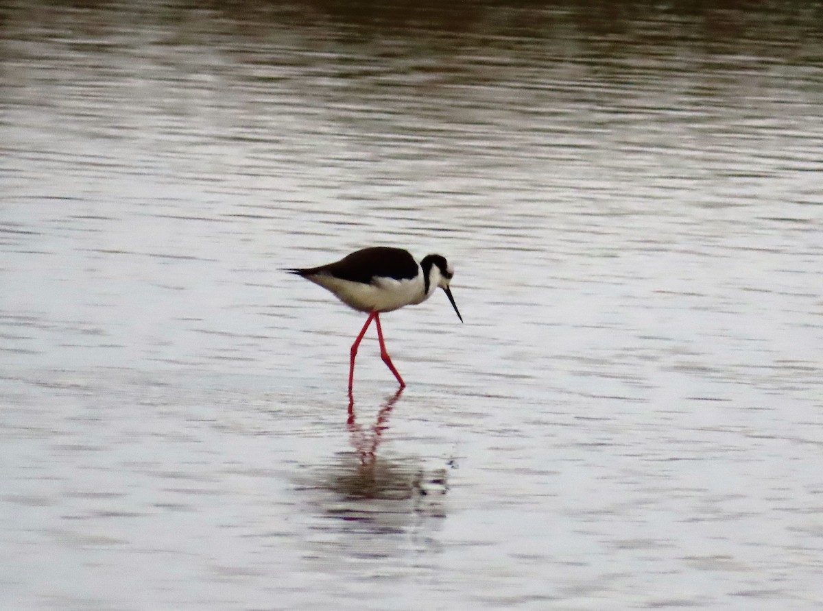 Black-necked Stilt - ML376950591