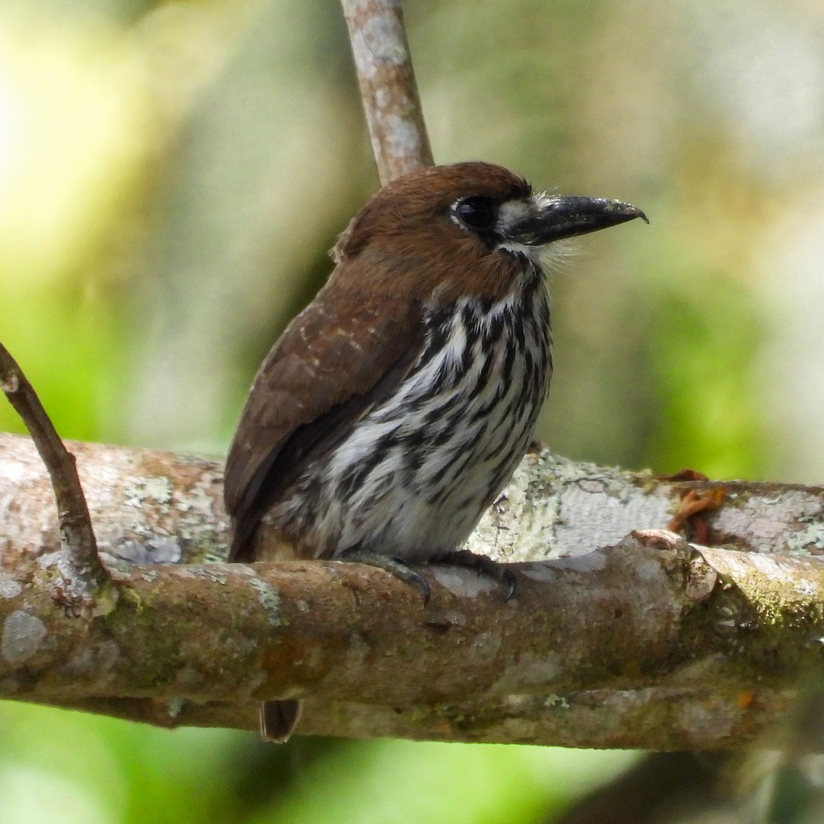 Lanceolated Monklet - Fabricio Peñaranda