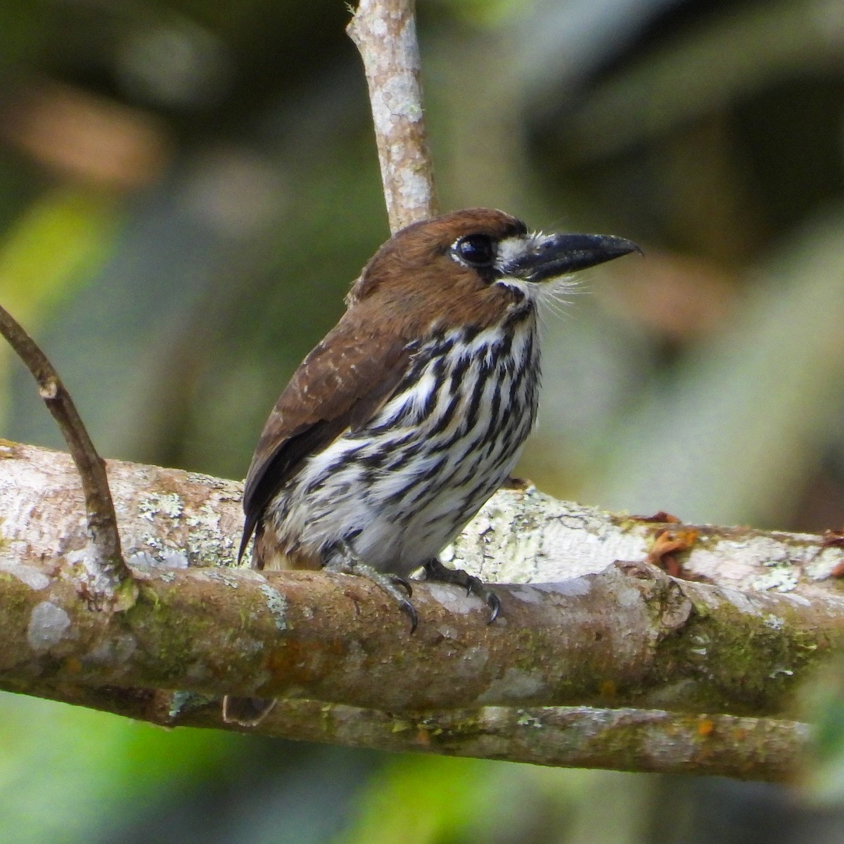 Lanceolated Monklet - Fabricio Peñaranda