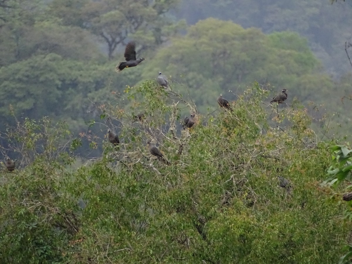 Band-tailed Pigeon - ML376951581