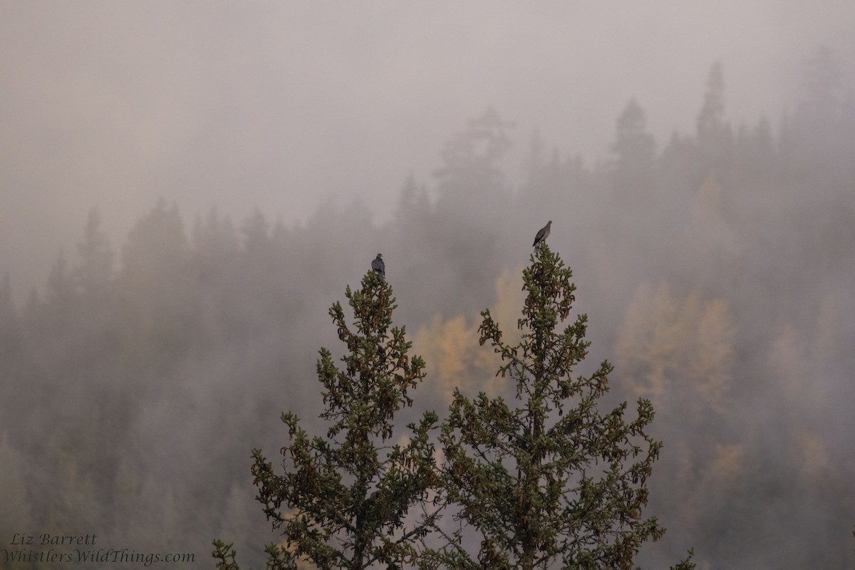 Band-tailed Pigeon - ML376953761