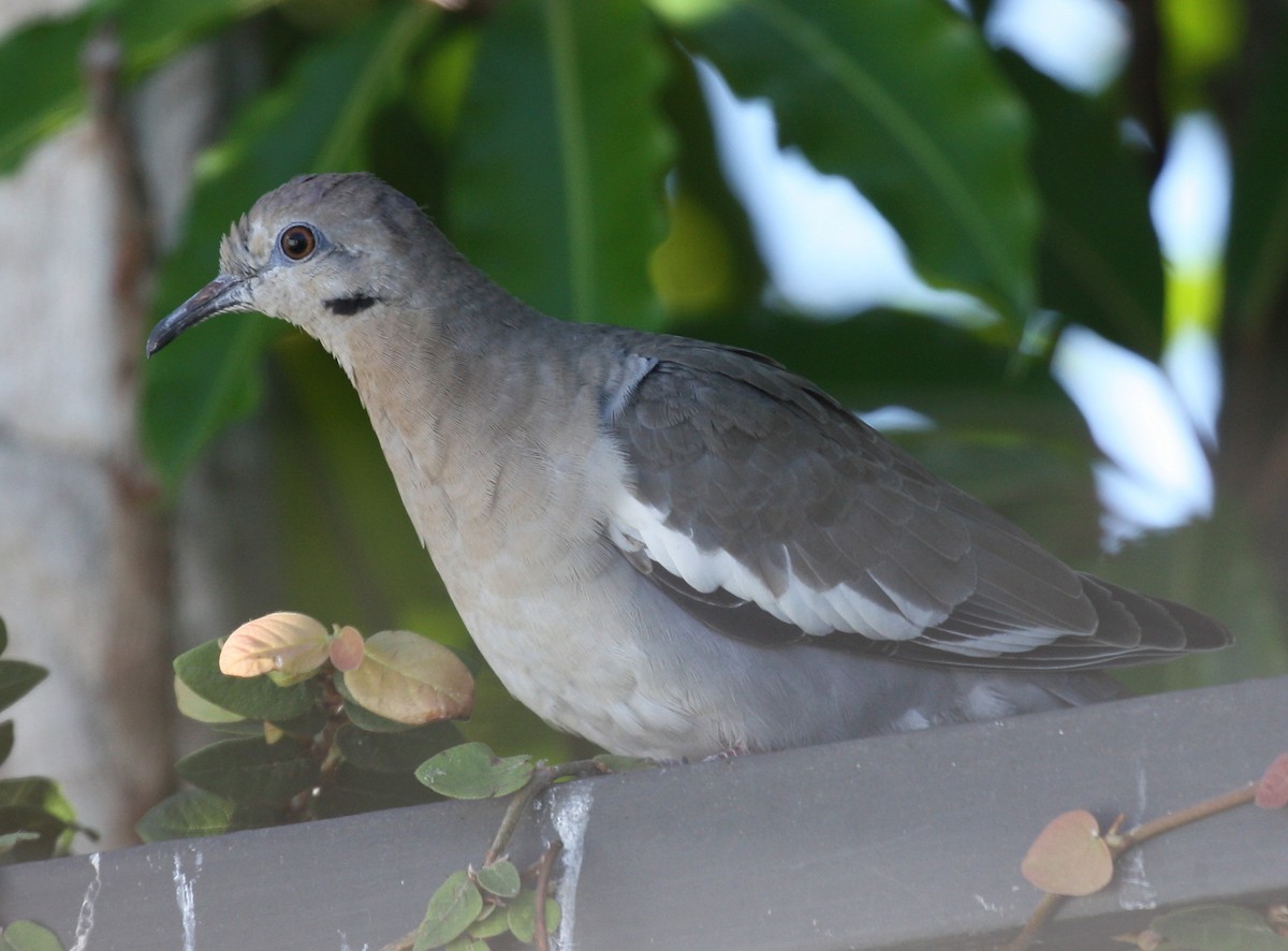 White-winged Dove - ML376954981