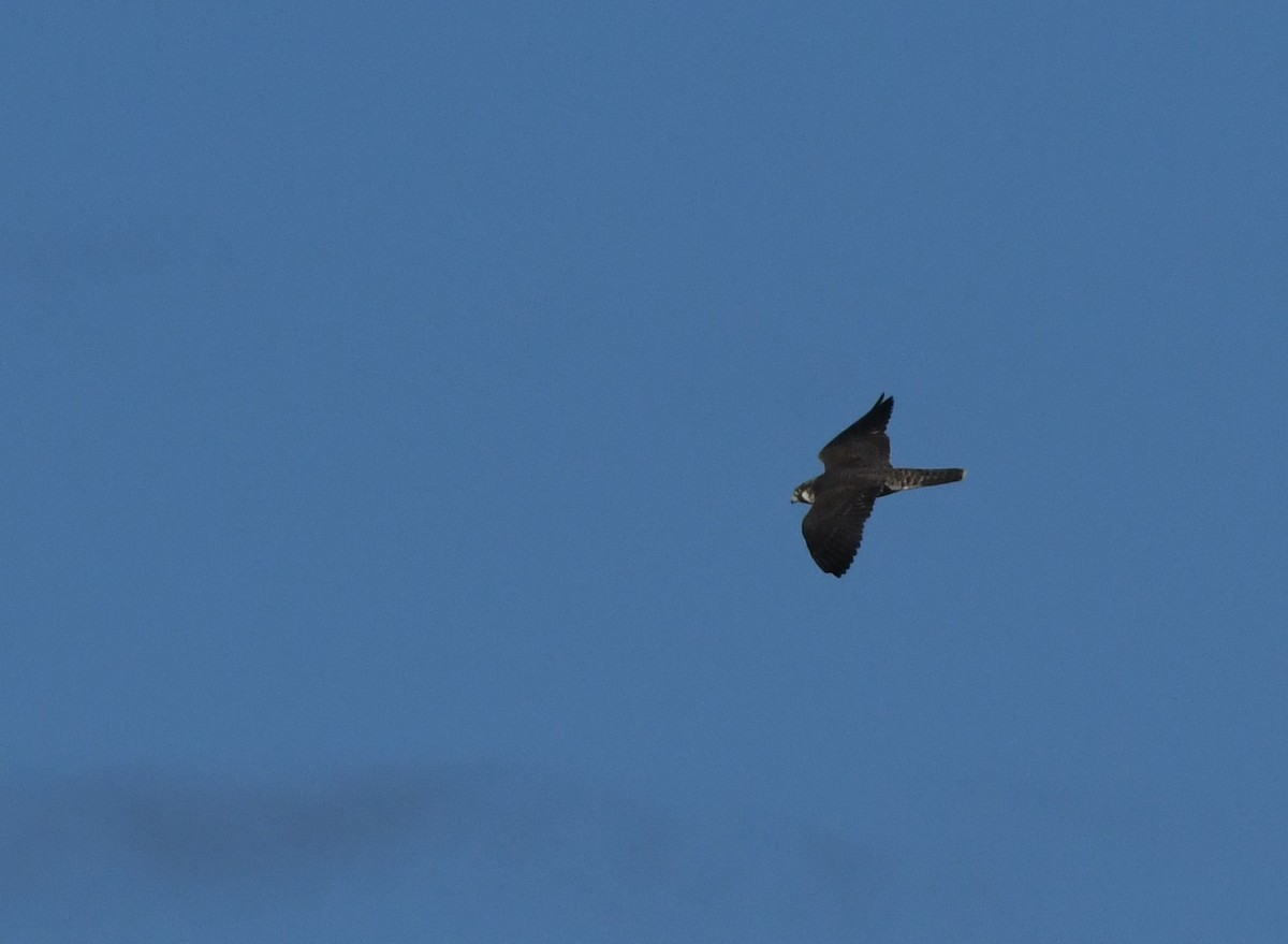 Peregrine Falcon - Janine McCabe