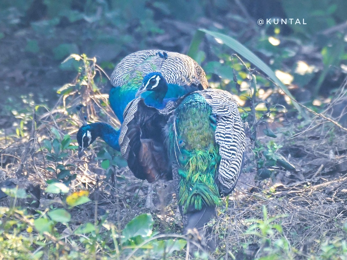 Indian Peafowl - ML376956851