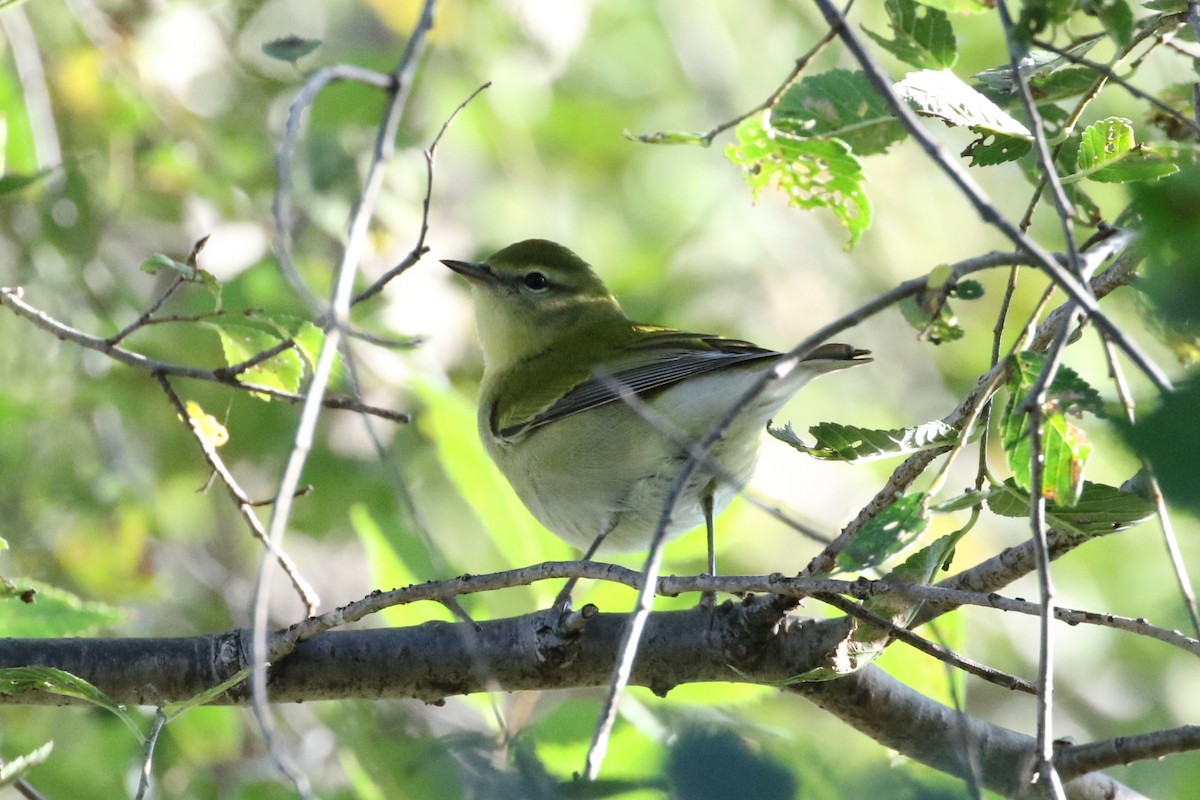 new world warbler sp. - ML376957031