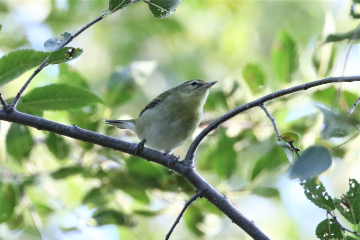 new world warbler sp. - ML376957041