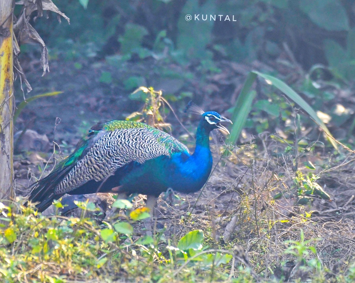 Indian Peafowl - ML376957521