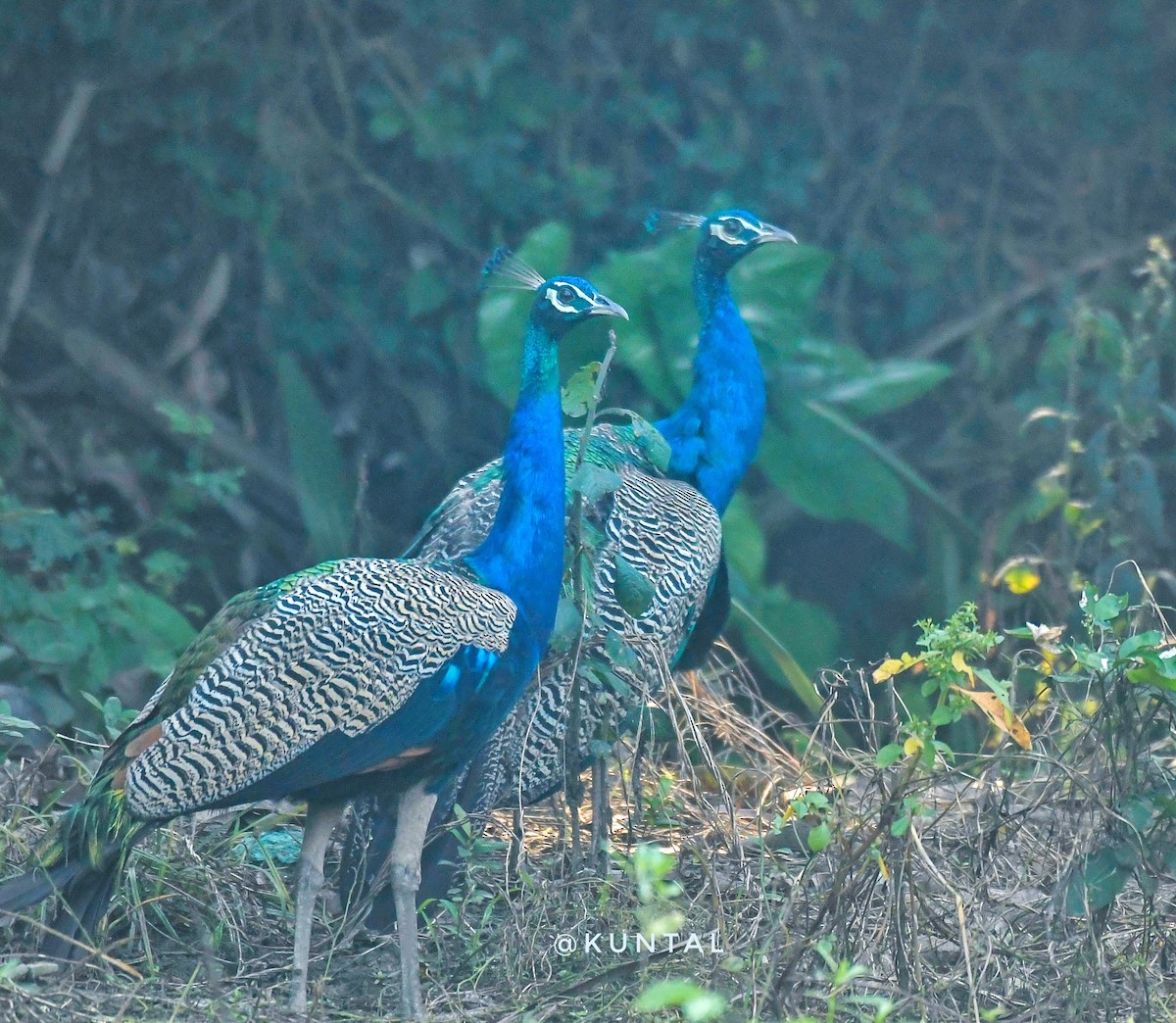 Indian Peafowl - ML376957641