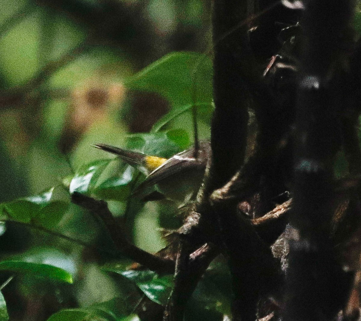 Yellow-rumped Flycatcher - Aldrich Franklin