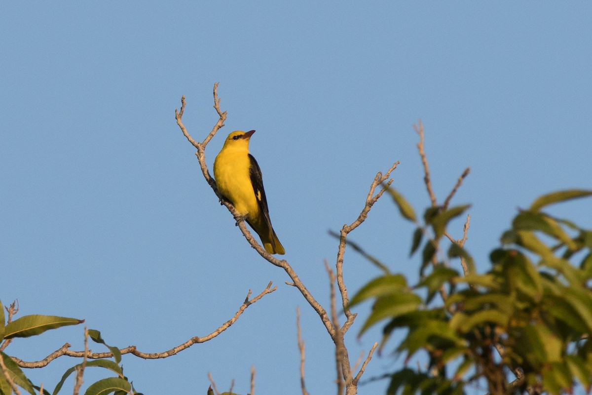 Eurasian Golden Oriole - Uri Stoffman