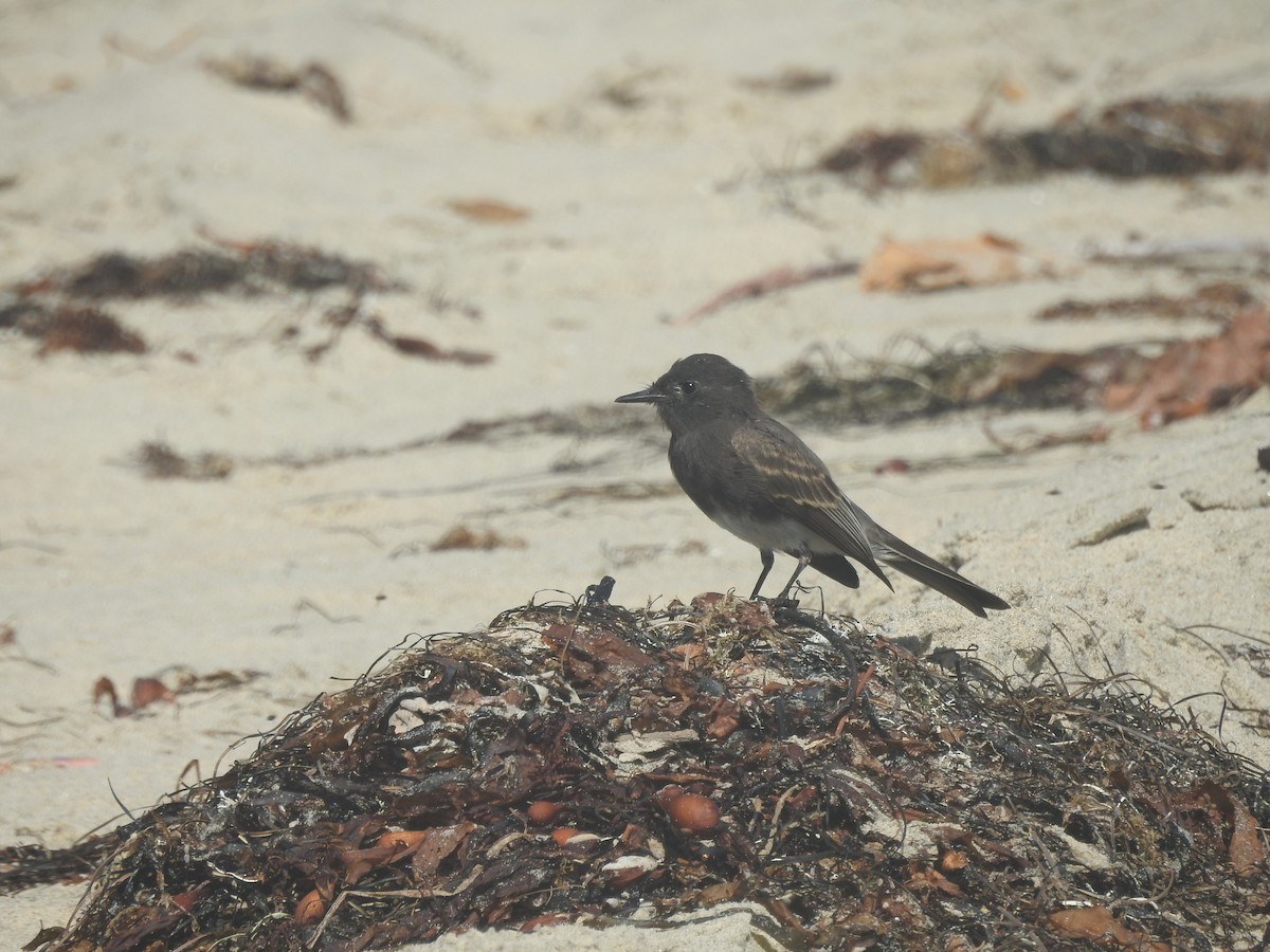 Black Phoebe - ML376960461