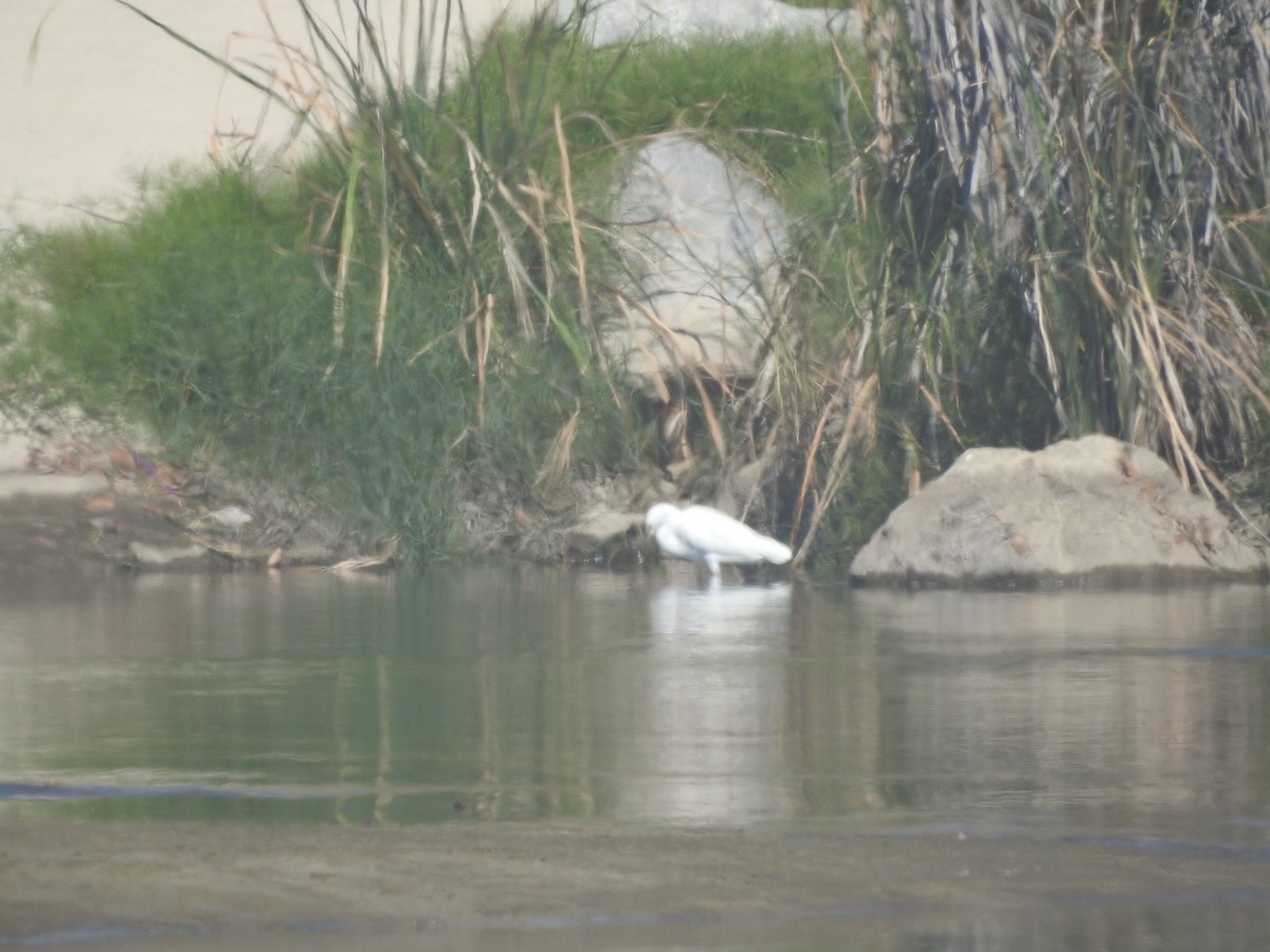 Snowy Egret - ML376960841