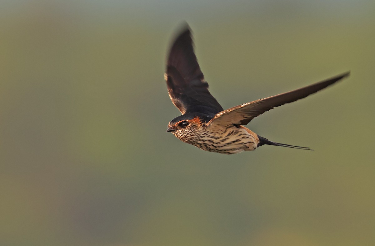 Eastern Red-rumped Swallow (Striated) - ML376961111