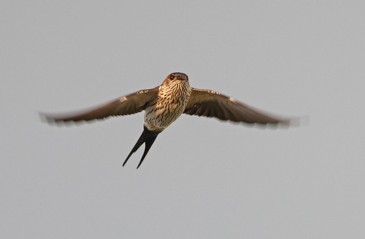 Eastern Red-rumped Swallow (Striated) - ML376961121