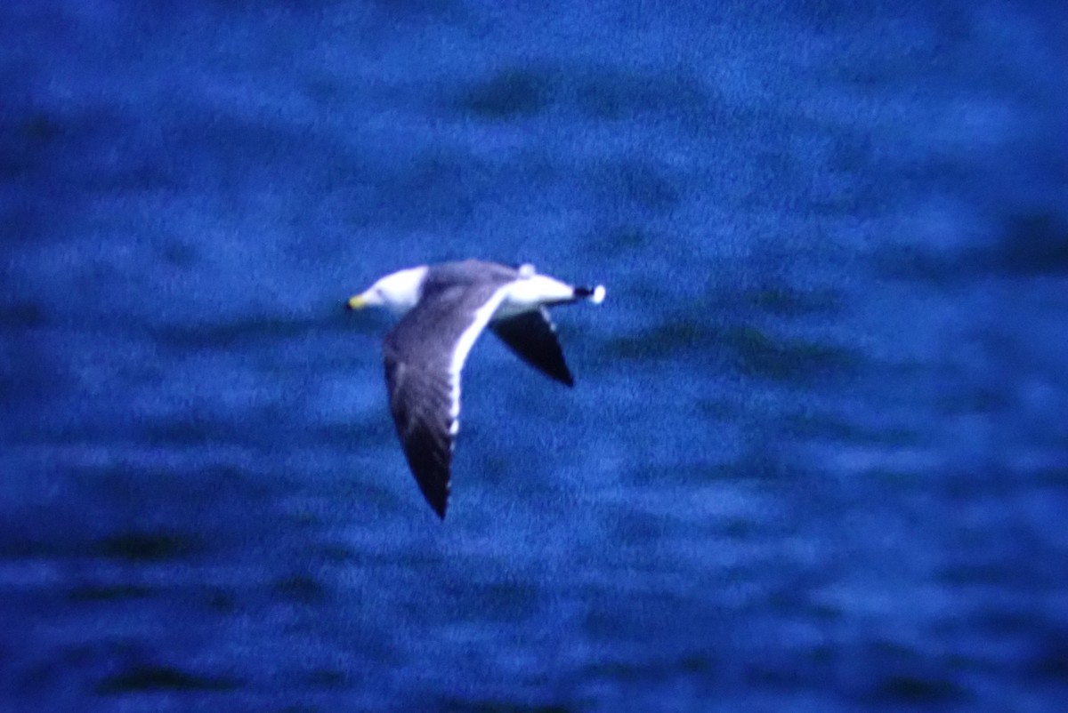 Black-tailed Gull - ML376961641