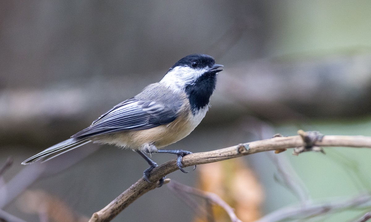 Black-capped Chickadee - ML376962101