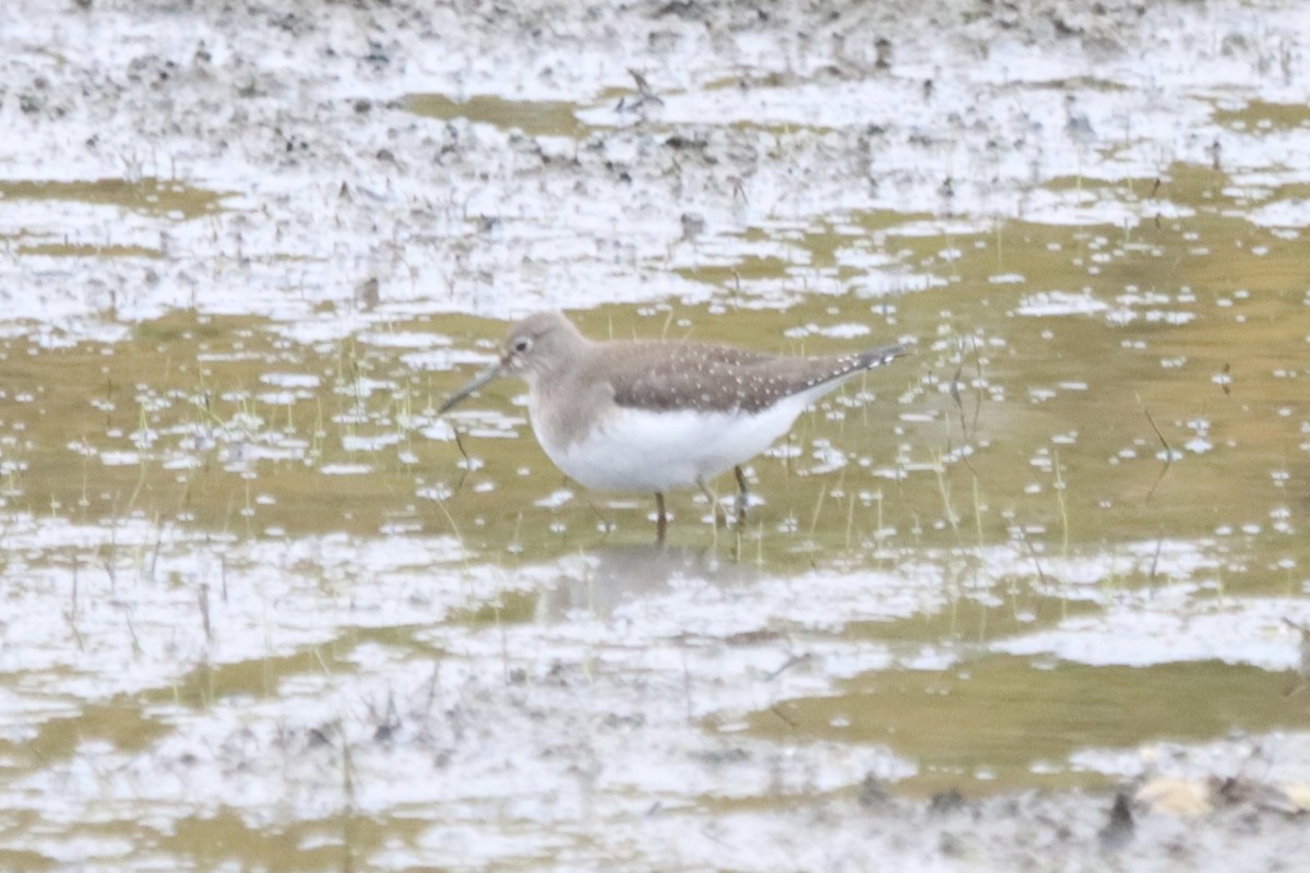 Solitary Sandpiper - ML376962401