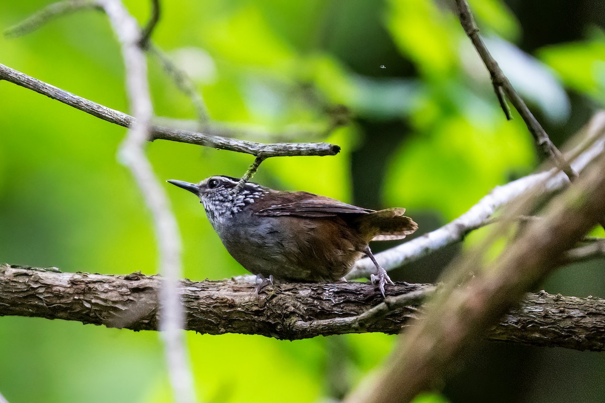 Gray-breasted Wood-Wren - ML376962941