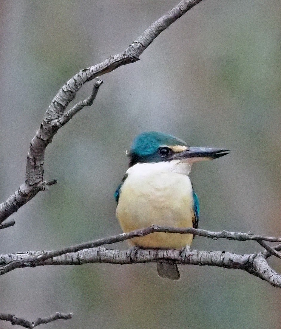 Sacred Kingfisher - ML376963721