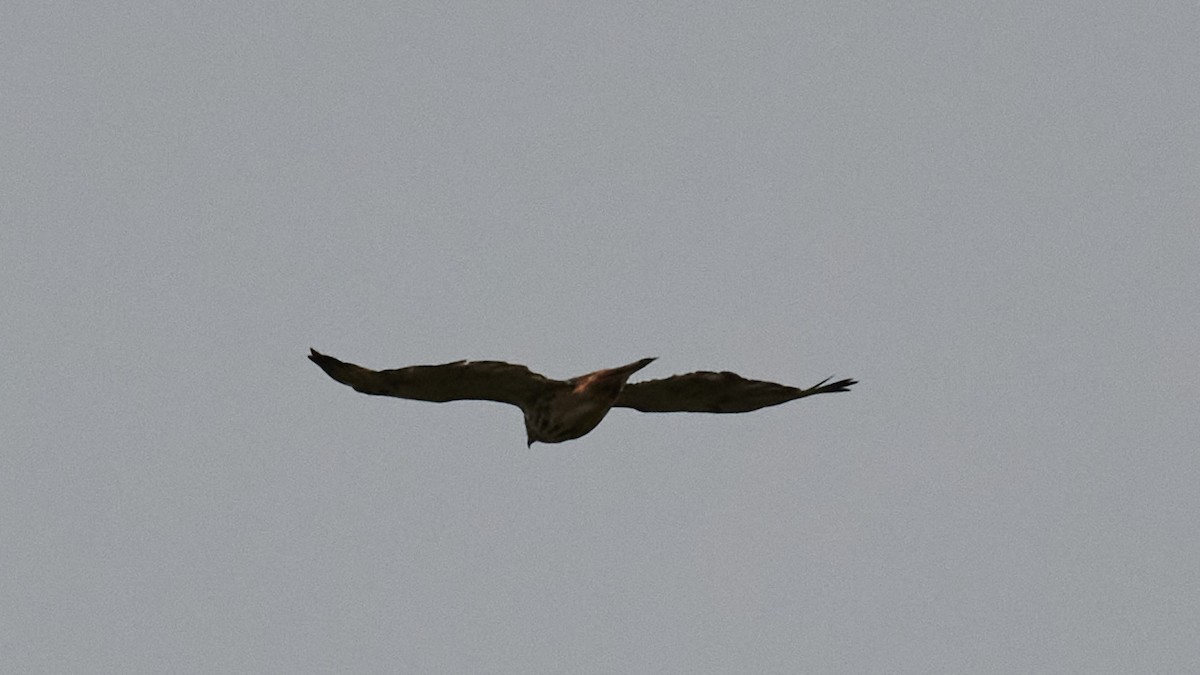 Red-tailed Hawk - ML376964201