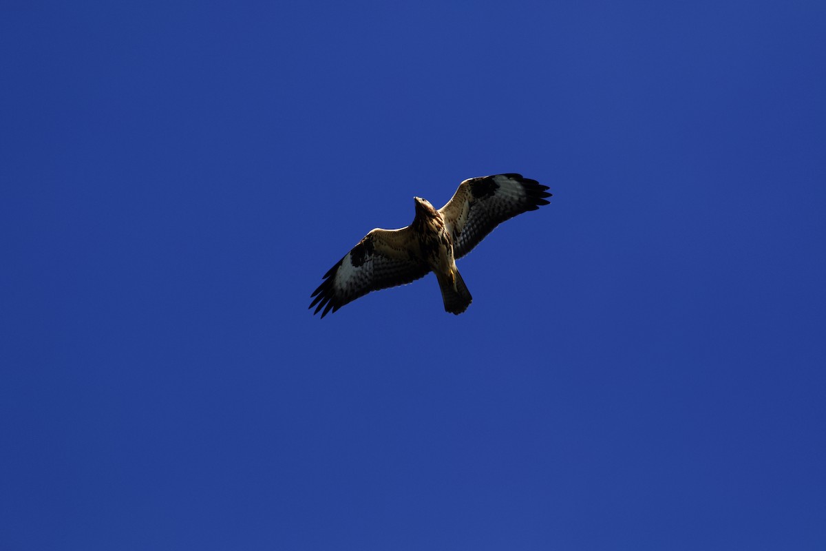 Common Buzzard - ML376964571