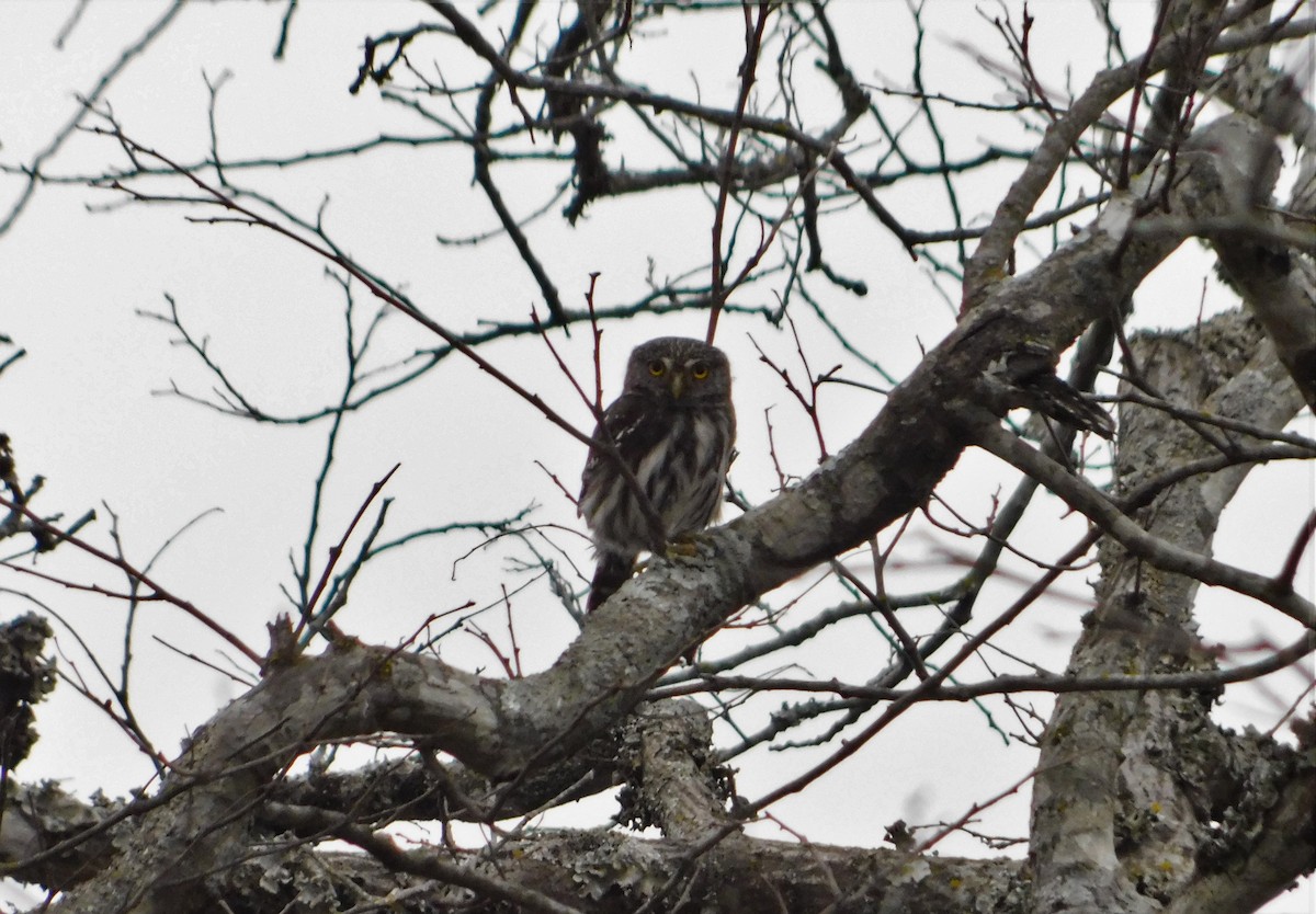 Ferruginous Pygmy-Owl - ML376965881