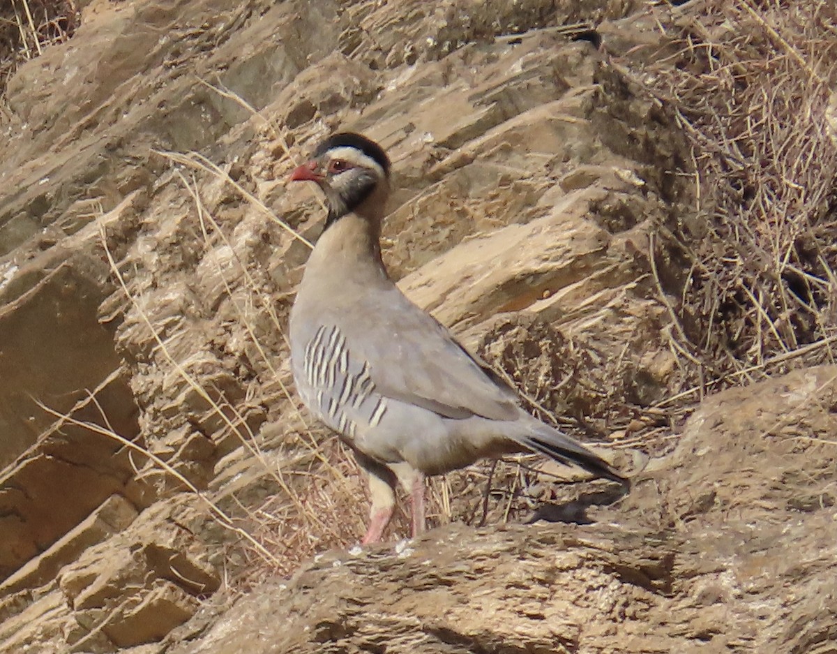 Arabian Partridge - ML376967661