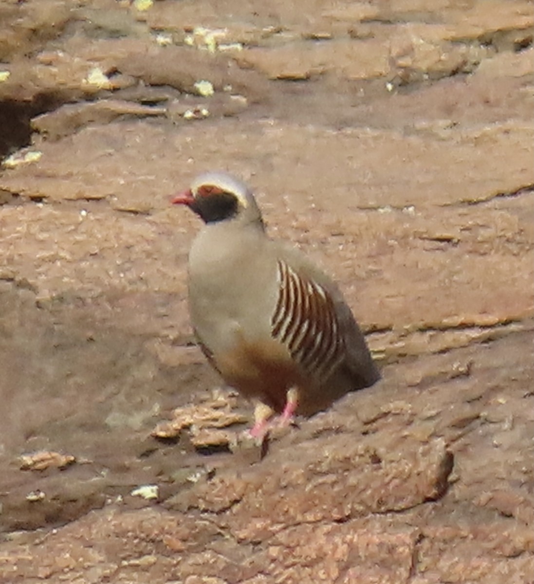 Philby's Partridge - ML376967761